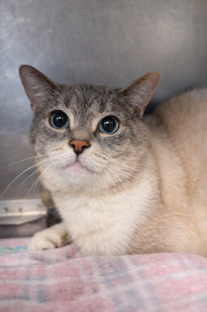 Enlarge Lapis, a Adoptable mixed breed in Huntington, IN image 1/1