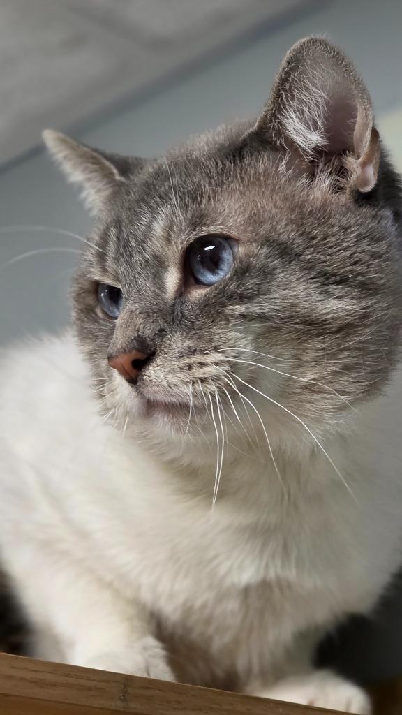 Enlarge Lapis, a Adopted mixed breed in Huntington, IN image 1/1