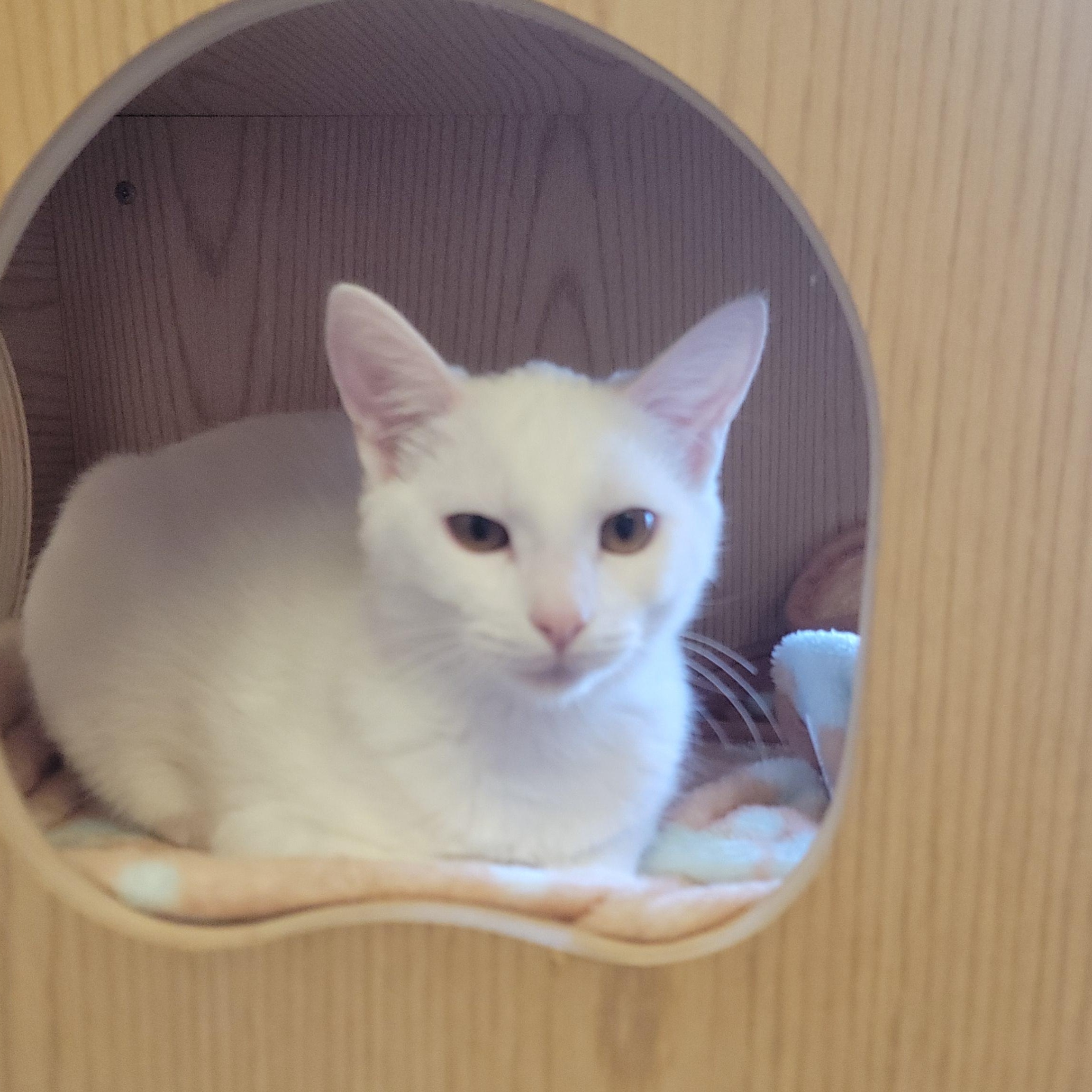 Enlarge Shiro, a ADOPTABLE Domestic Short Hair image 1/1