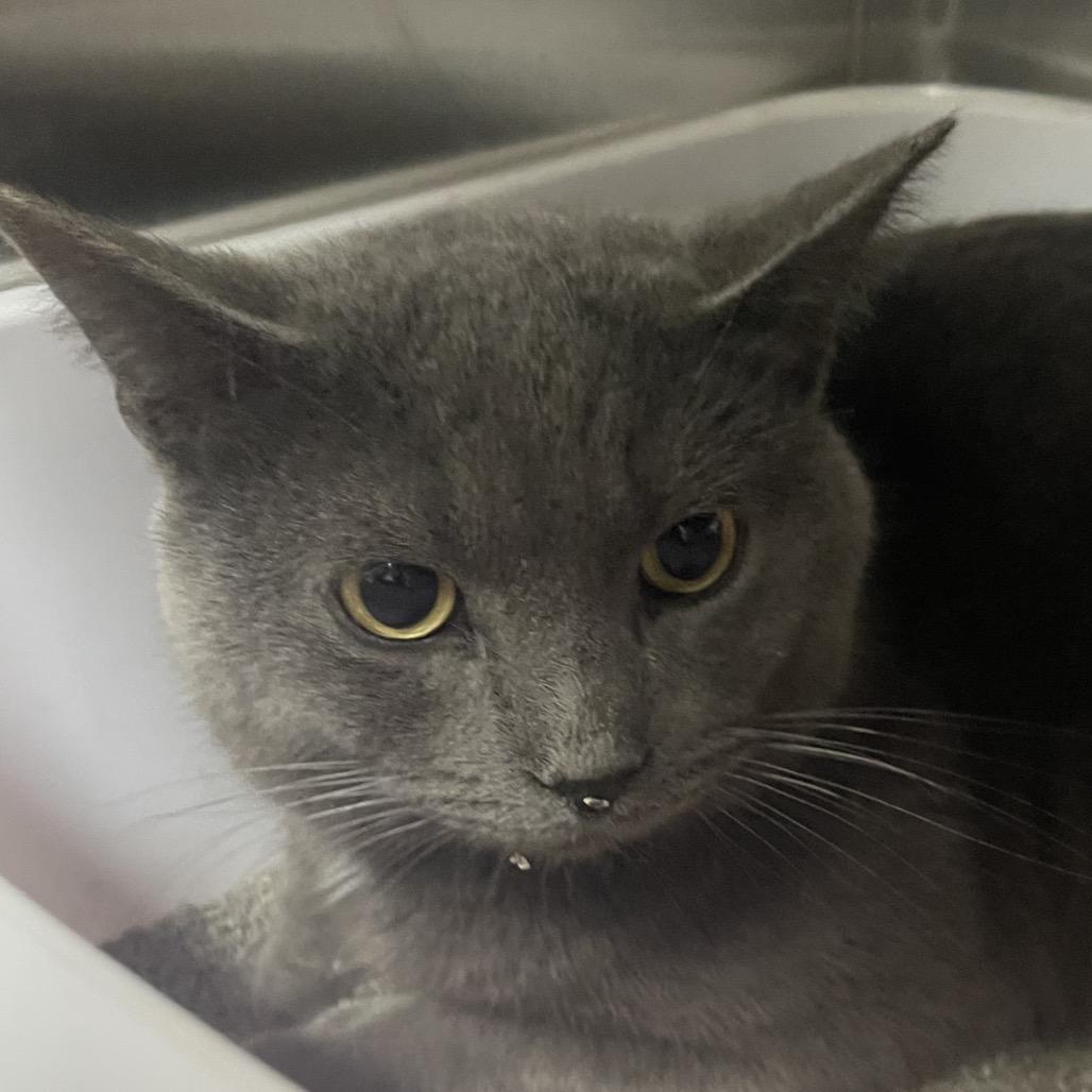 Enlarge Brody, a Adoptable Domestic Short Hair in Canton, IL image 1/4