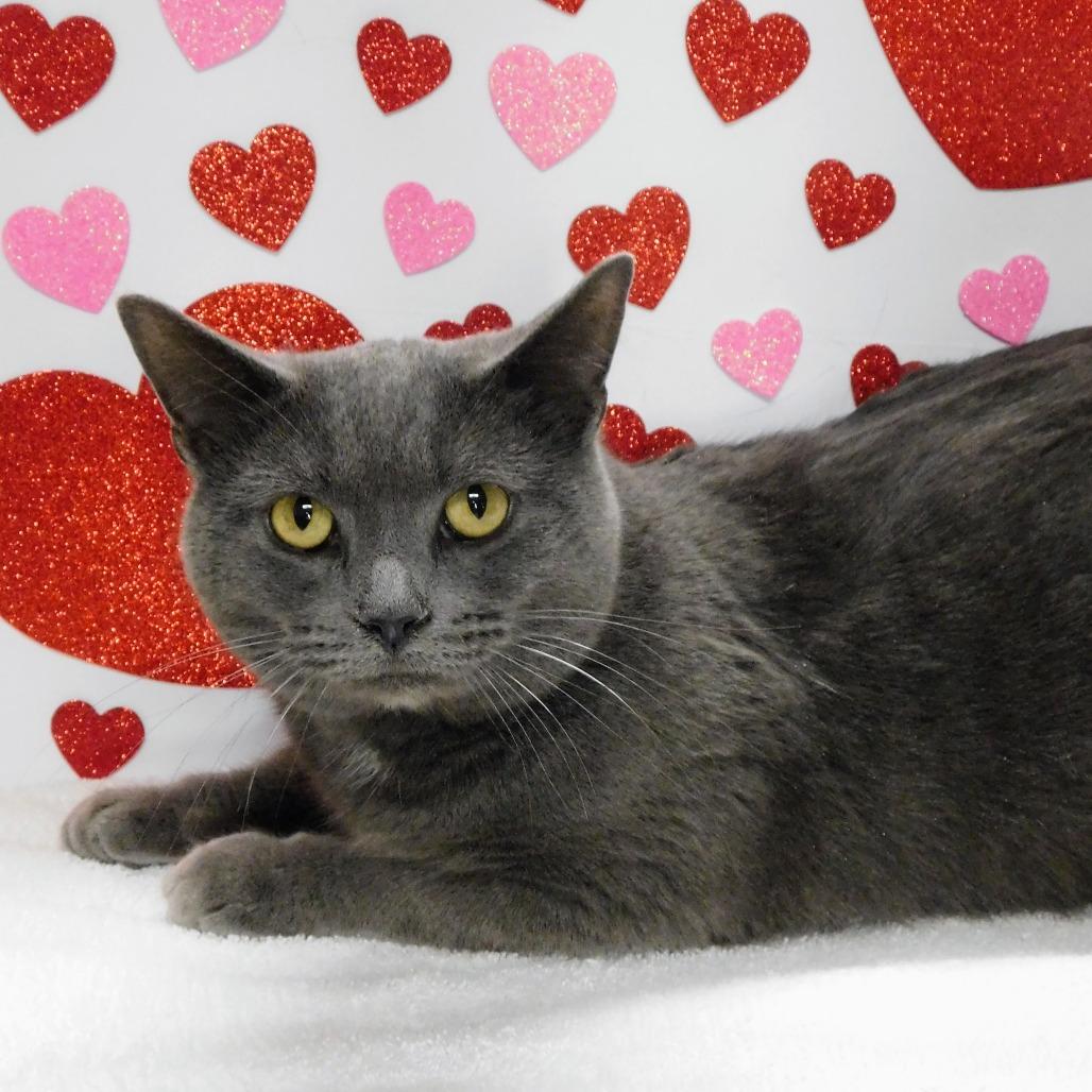 Enlarge Brody, a Adoptable Domestic Short Hair in Canton, IL image 2/4