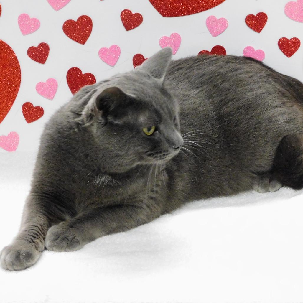 Enlarge Brody, a Adoptable Domestic Short Hair in Canton, IL image 3/4