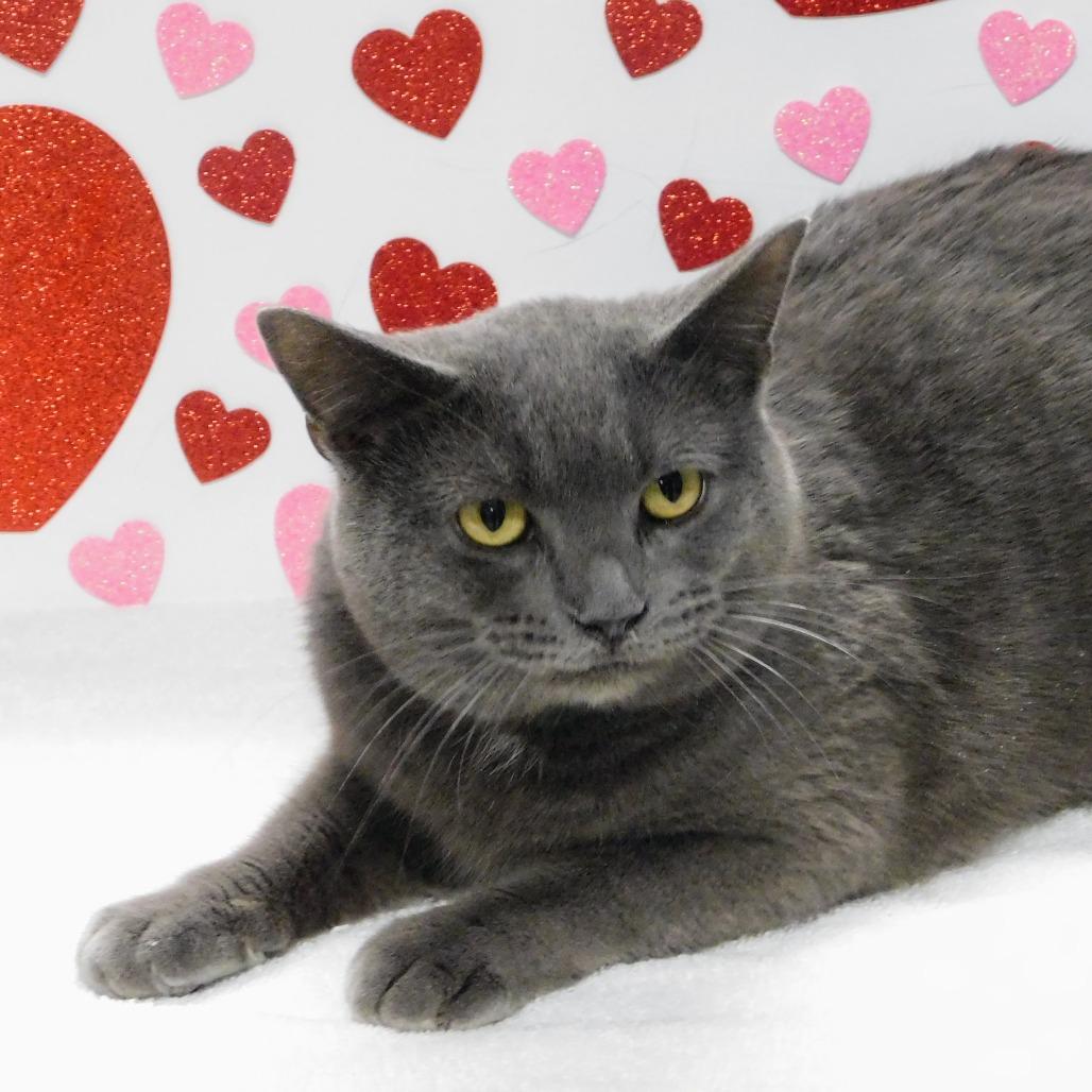 Enlarge Brody, a Adoptable Domestic Short Hair in Canton, IL image 4/4