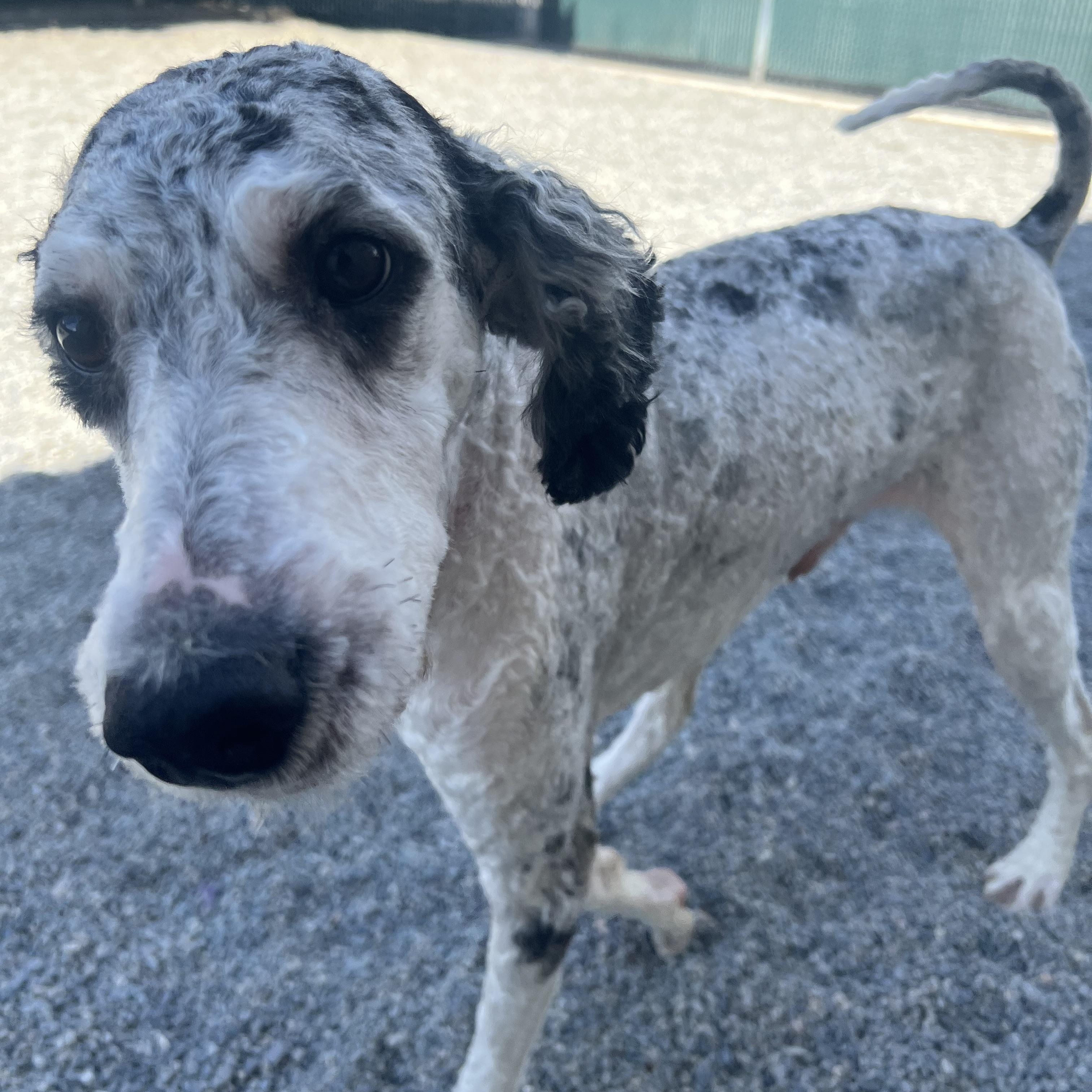 Fester, an adoptable Aussiedoodle in Spokane, WA, 99216 | Photo Image 2