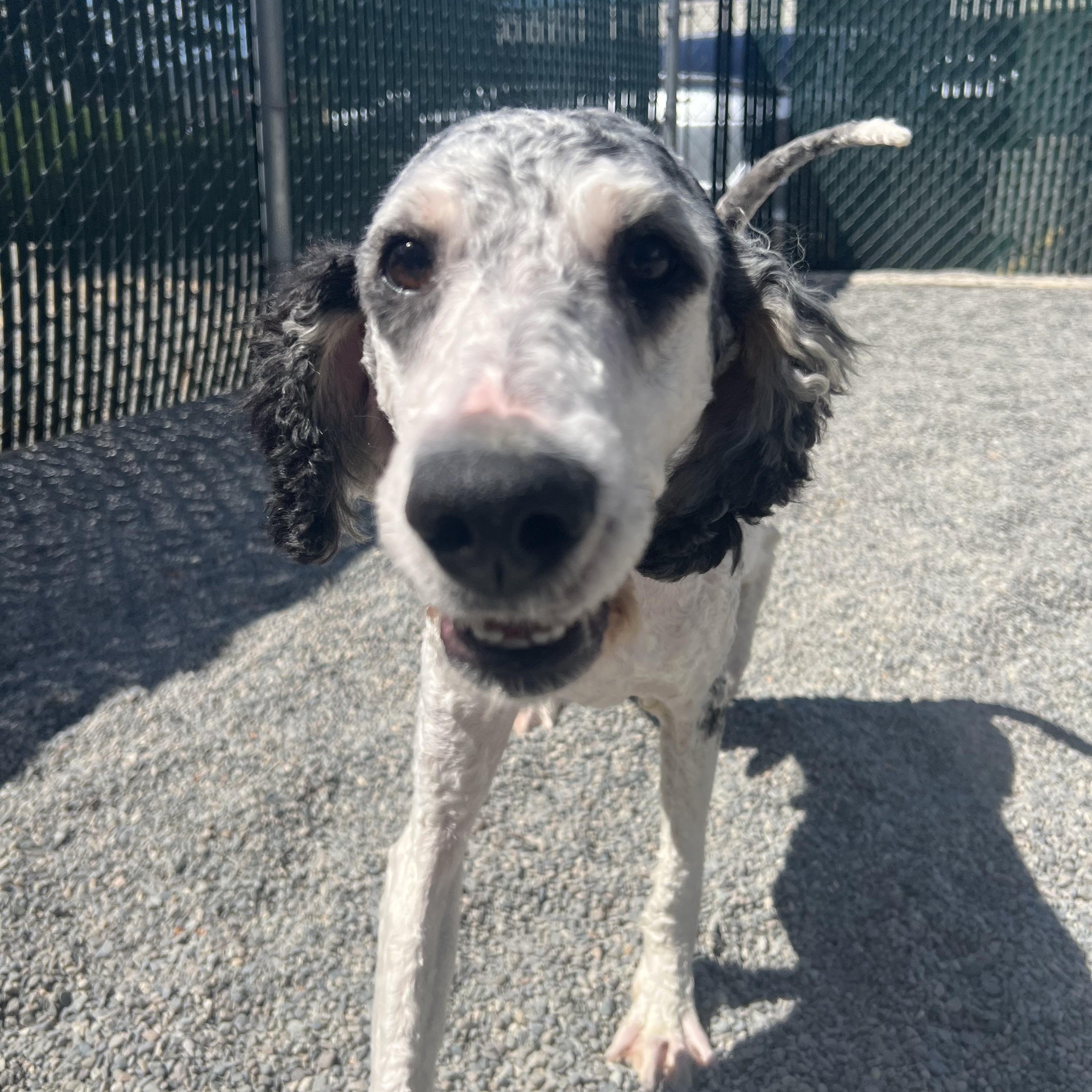 Fester, an adoptable Aussiedoodle in Spokane, WA, 99216 | Photo Image 3