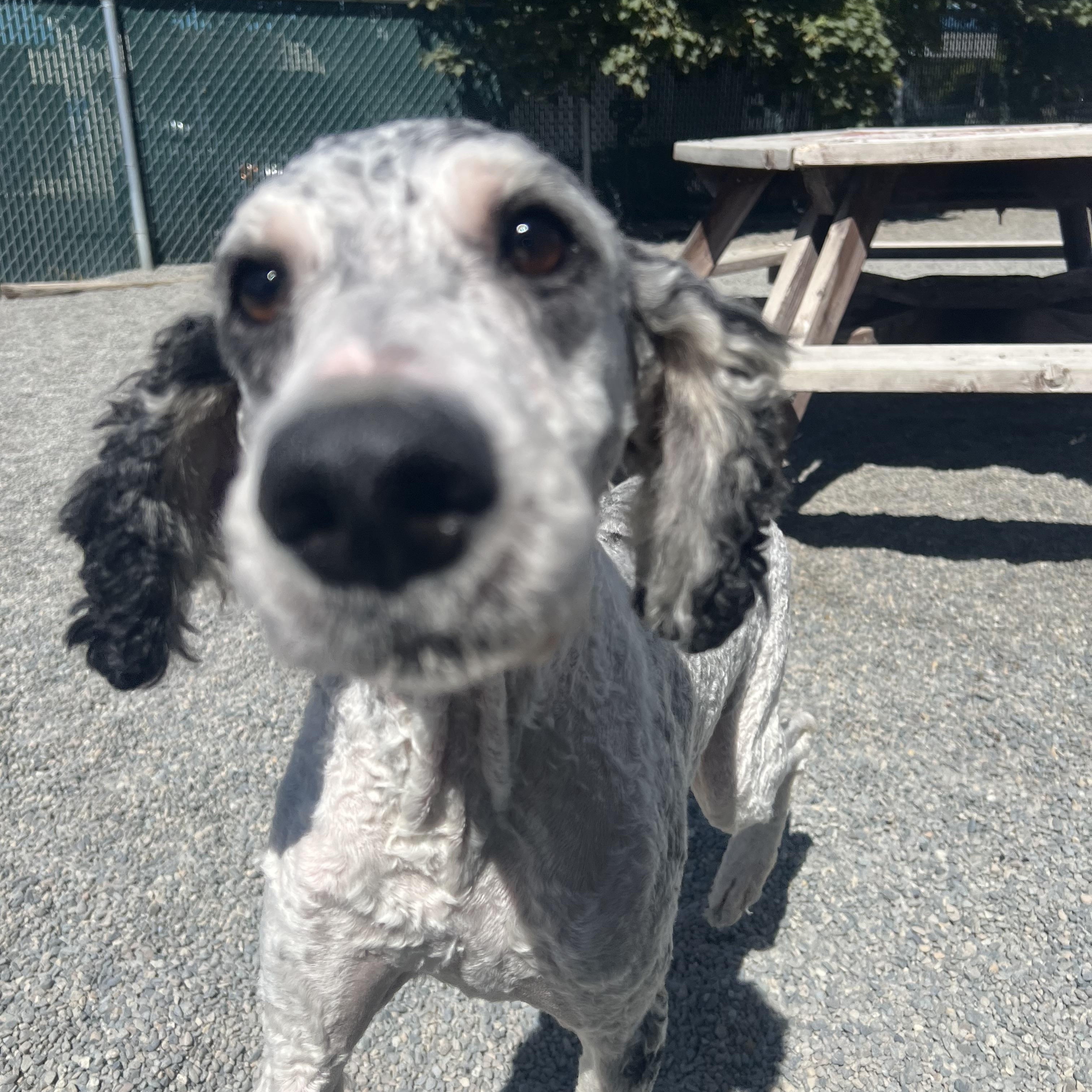 Fester, an adoptable Aussiedoodle in Spokane, WA, 99216 | Photo Image 4