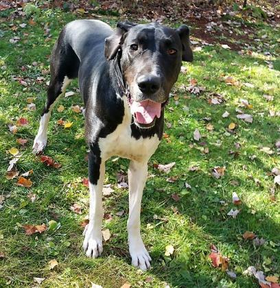 Enlarge Echo (19-099), a Adoptable Great Dane in Eagan, MN image 2/6