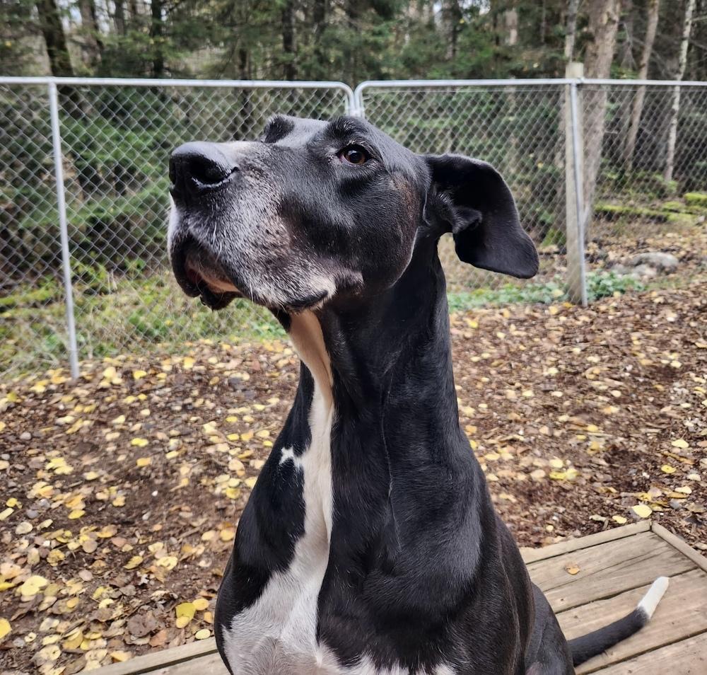 Enlarge Echo (19-099), a Adoptable Great Dane in Eagan, MN image 3/6