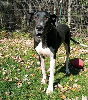 Enlarge Echo (19-099), a Adoptable Great Dane in Eagan, MN image 4/6