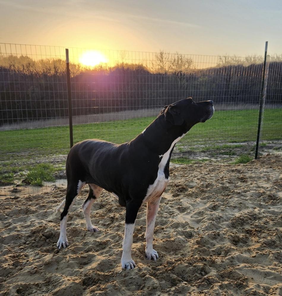 Enlarge Echo (19-099), a Adoptable Great Dane in Eagan, MN image 5/6