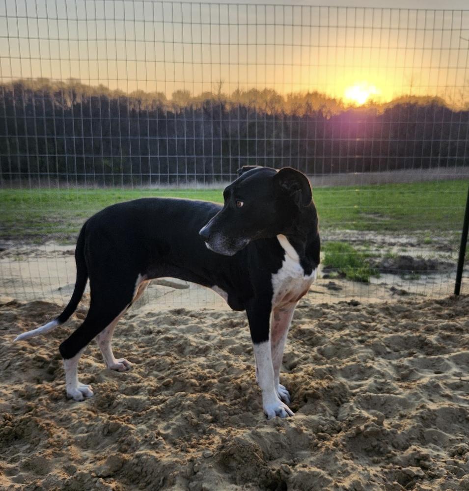 Enlarge Echo (19-099), a Adoptable Great Dane in Eagan, MN image 6/6
