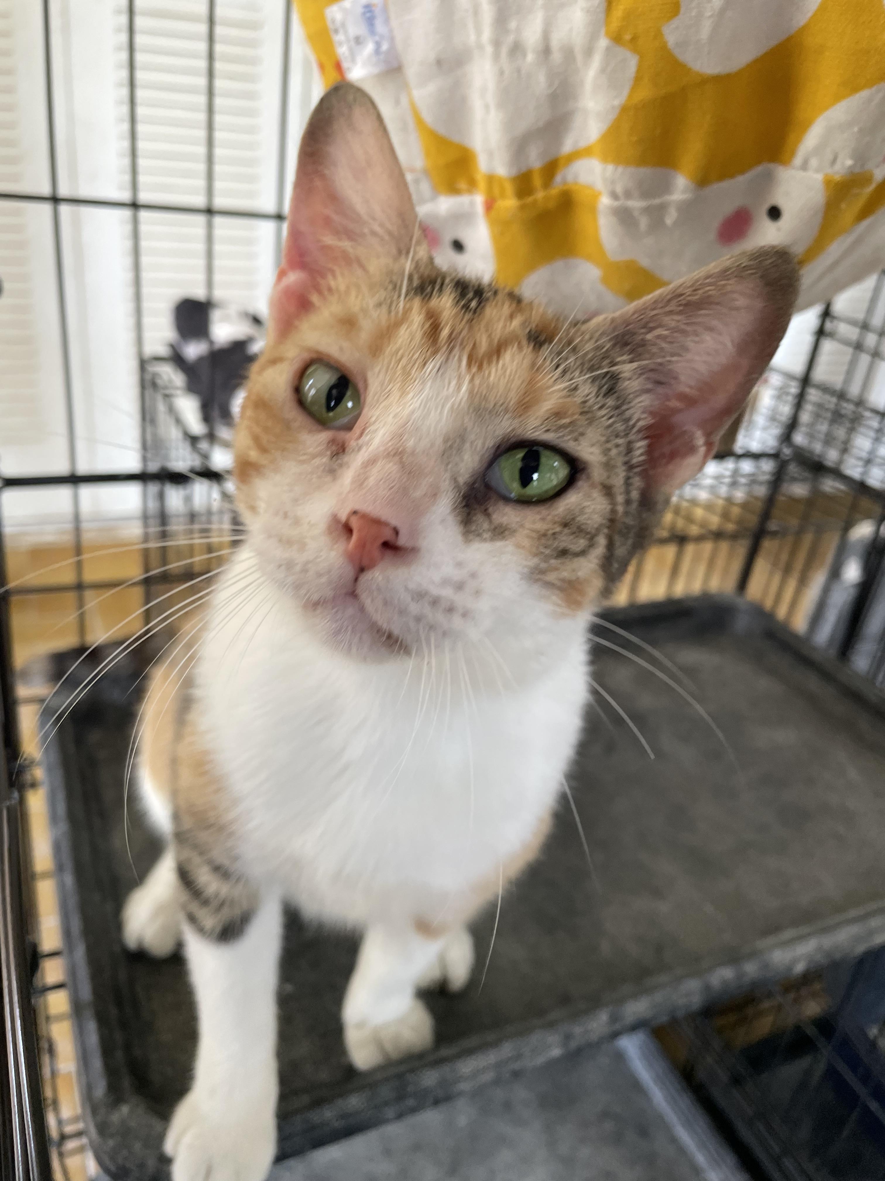 Phoebe, a ADOPTABLE Domestic Short Hair in Franklin, MA image 2/6