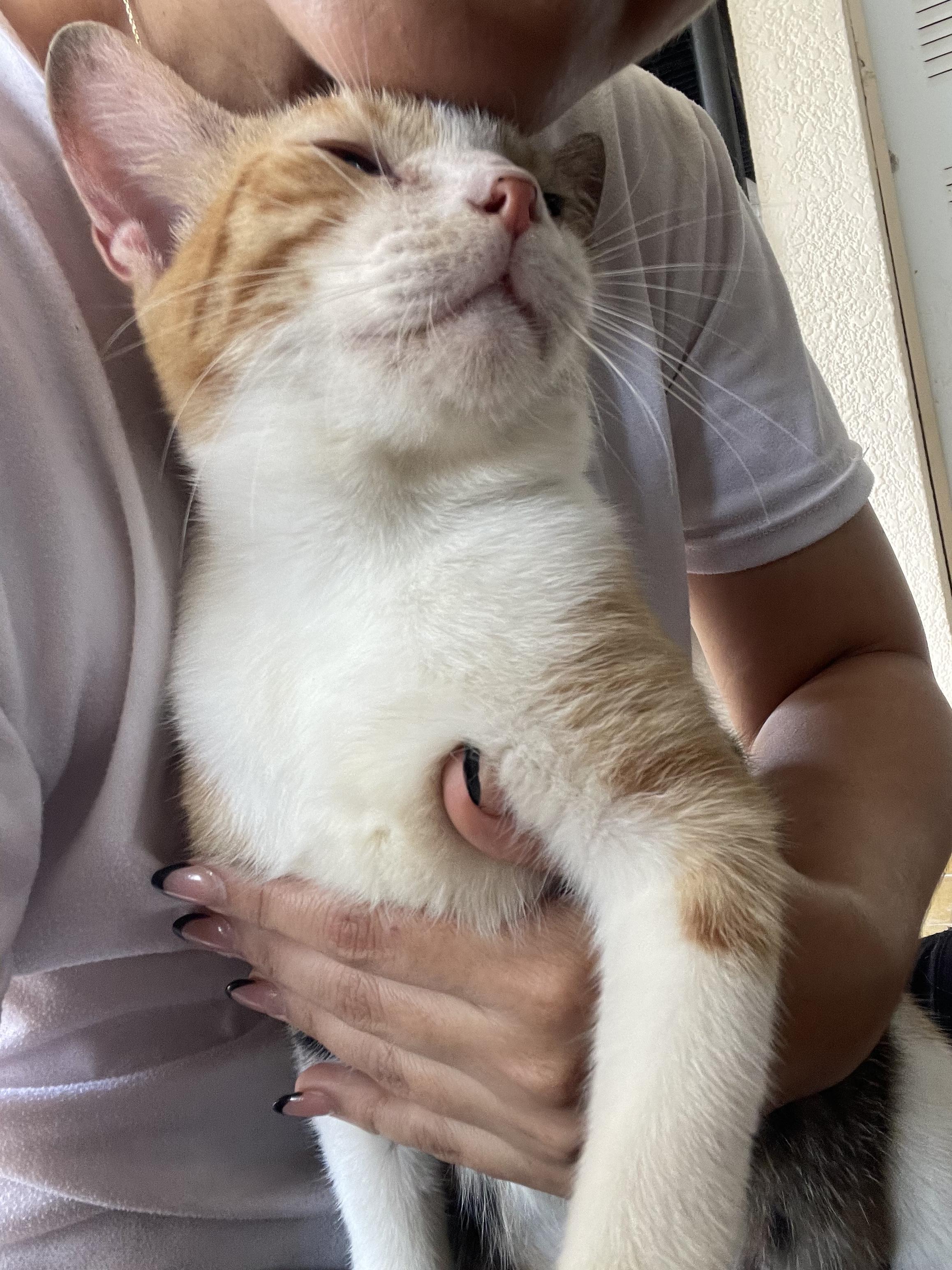 Phoebe, a ADOPTABLE Domestic Short Hair in Franklin, MA image 3/6