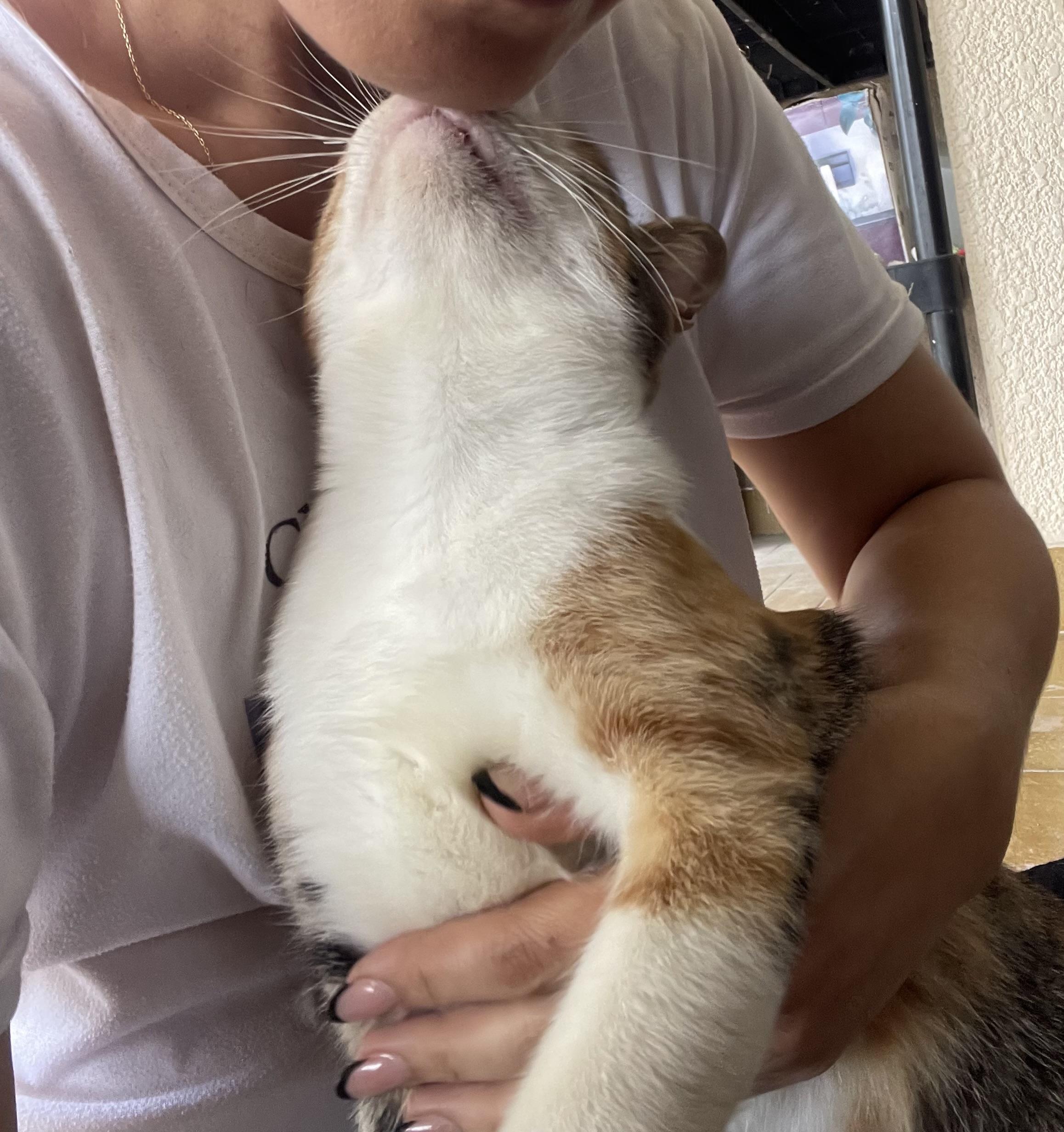 Phoebe, ADOPTABLE, Kitten Female Domestic Short Hair.