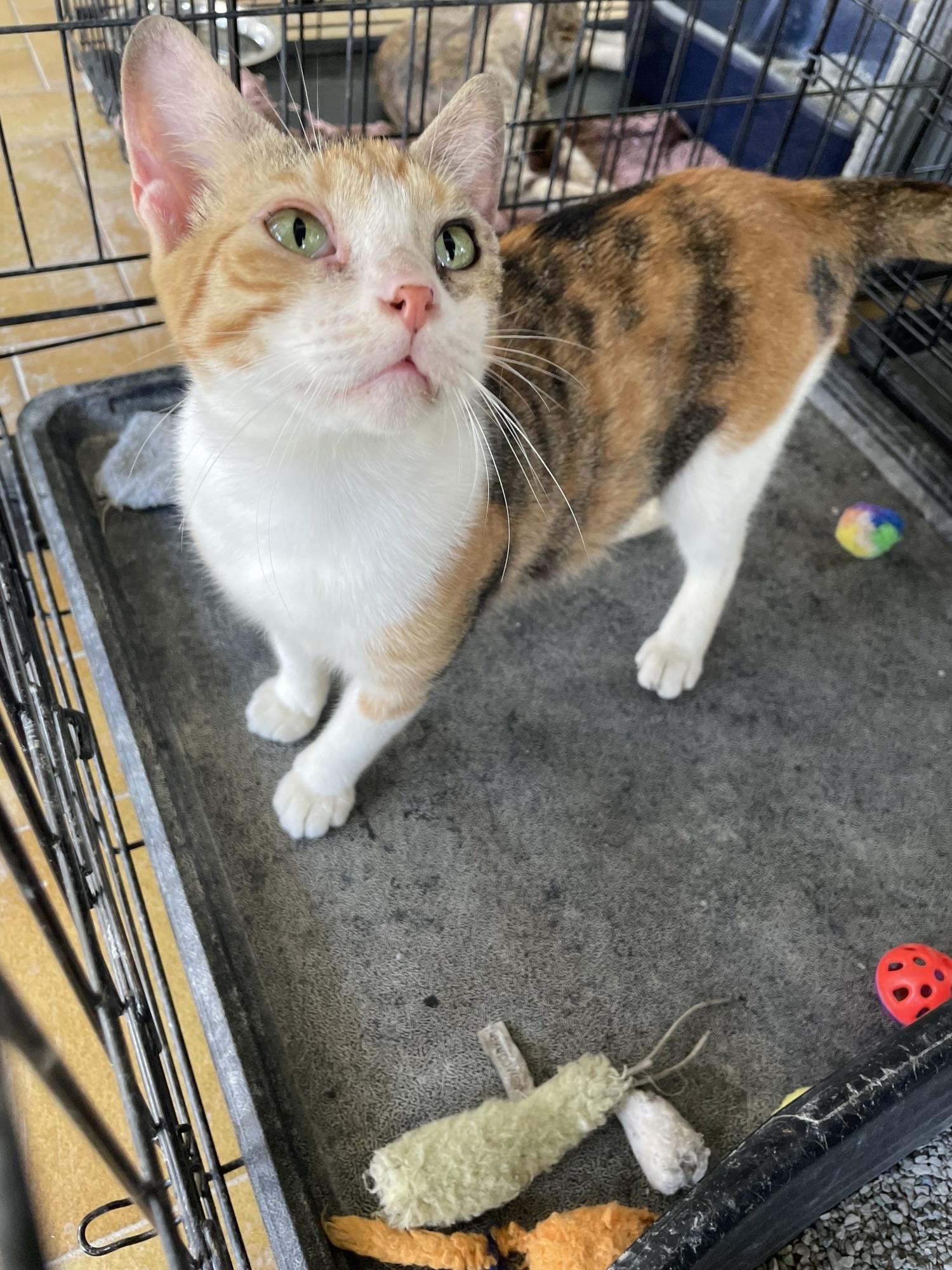 Phoebe, a ADOPTABLE Domestic Short Hair in Franklin, MA image 4/6