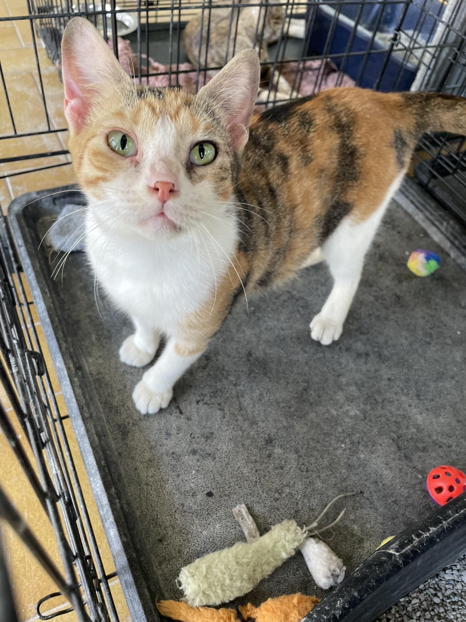 Phoebe, a ADOPTABLE Domestic Short Hair in Franklin, MA image 5/6