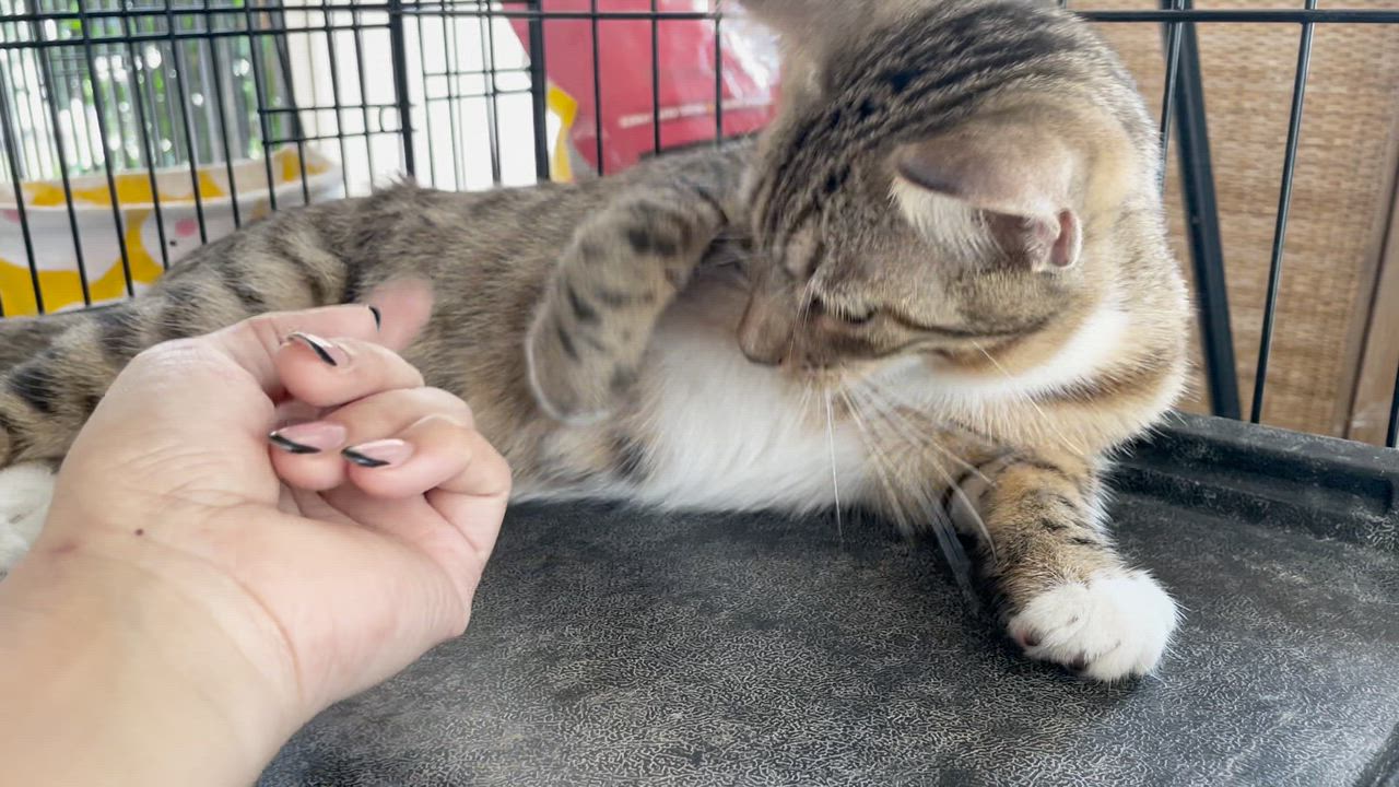 Enlarge Phoebe, a ADOPTABLE Domestic Short Hair in Franklin, MA video 6/6