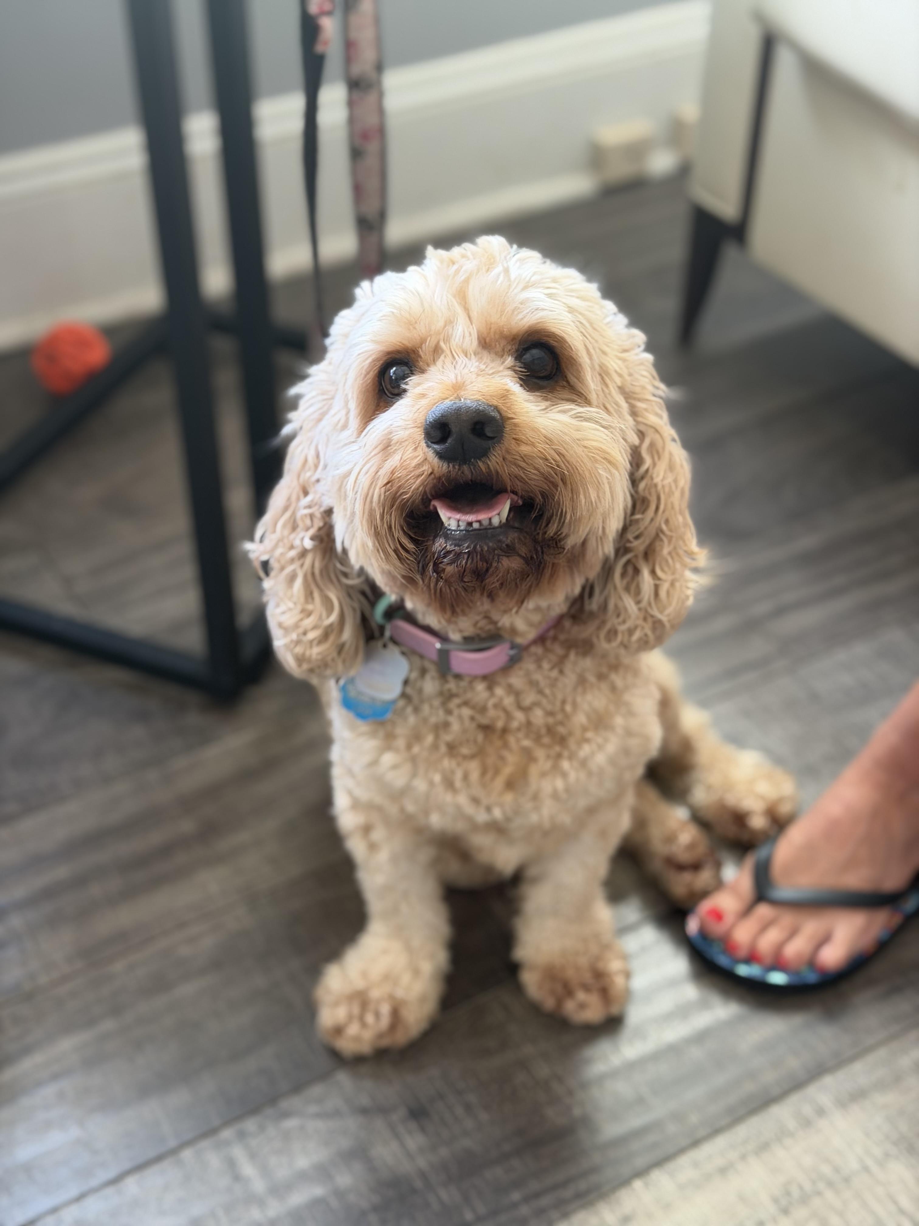 Emma, a ADOPTABLE Cockapoo in Mahwah, NJ image 1/4