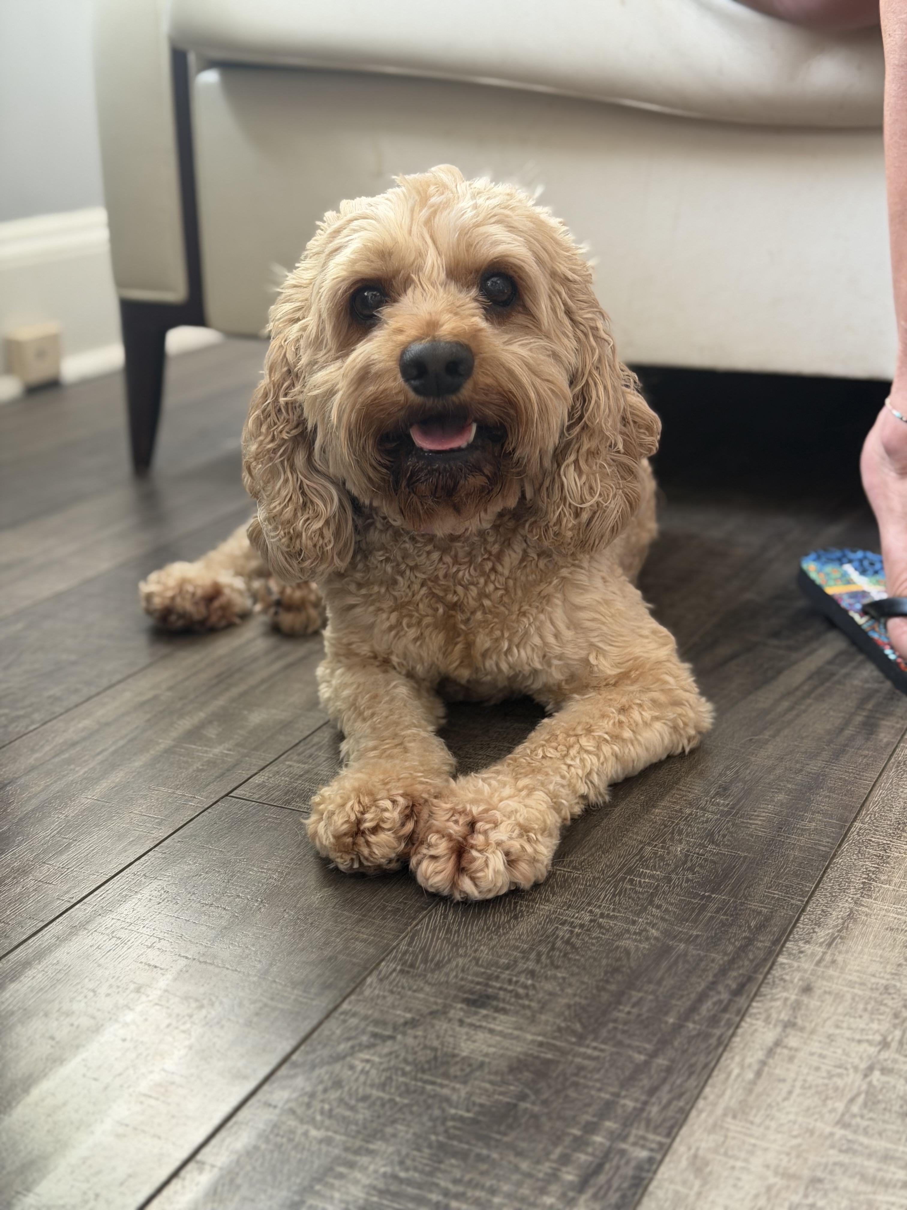 Emma, a ADOPTABLE Cockapoo in Mahwah, NJ image 4/4