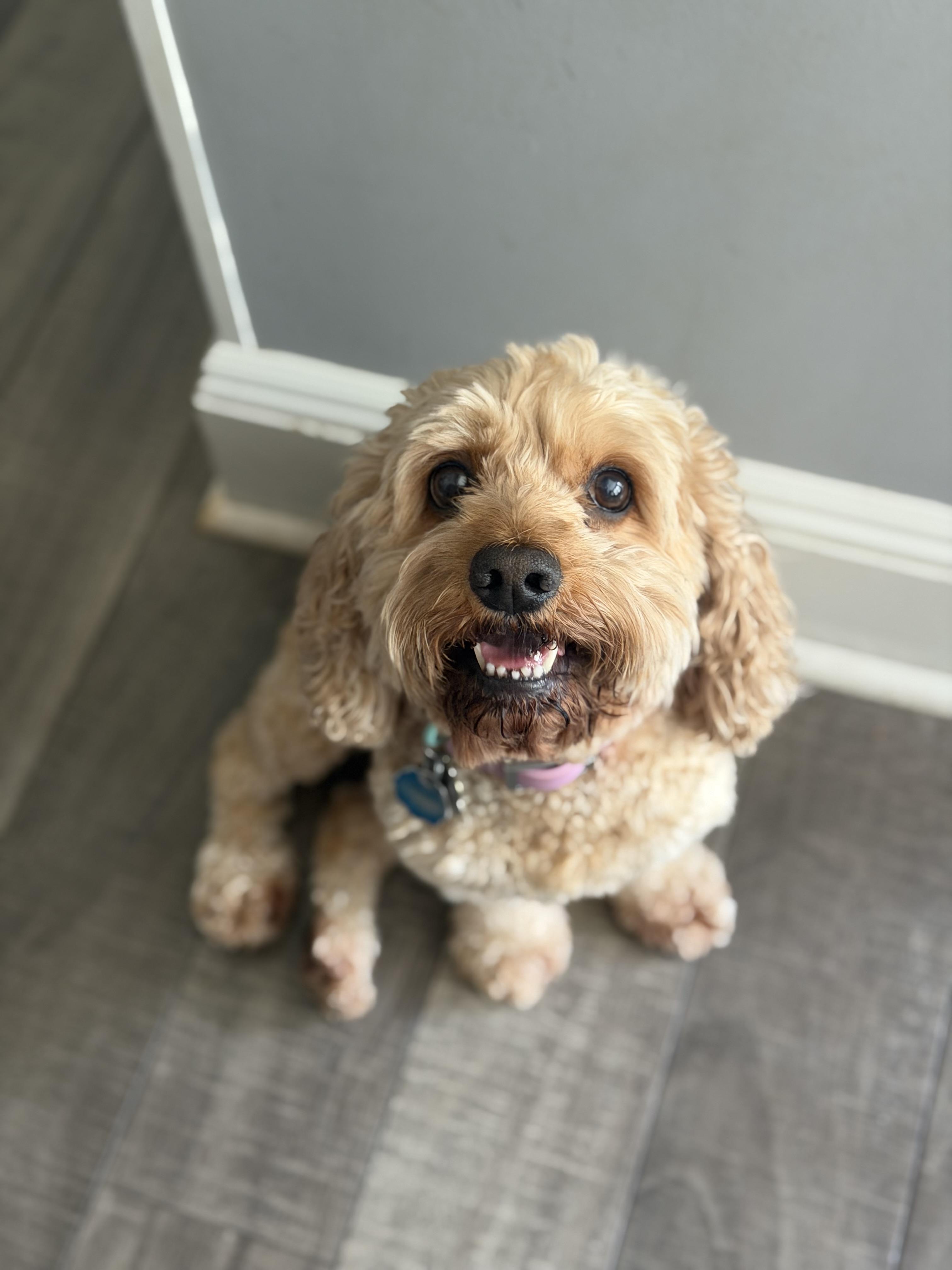 Emma, a ADOPTABLE Cockapoo in Mahwah, NJ image 2/4