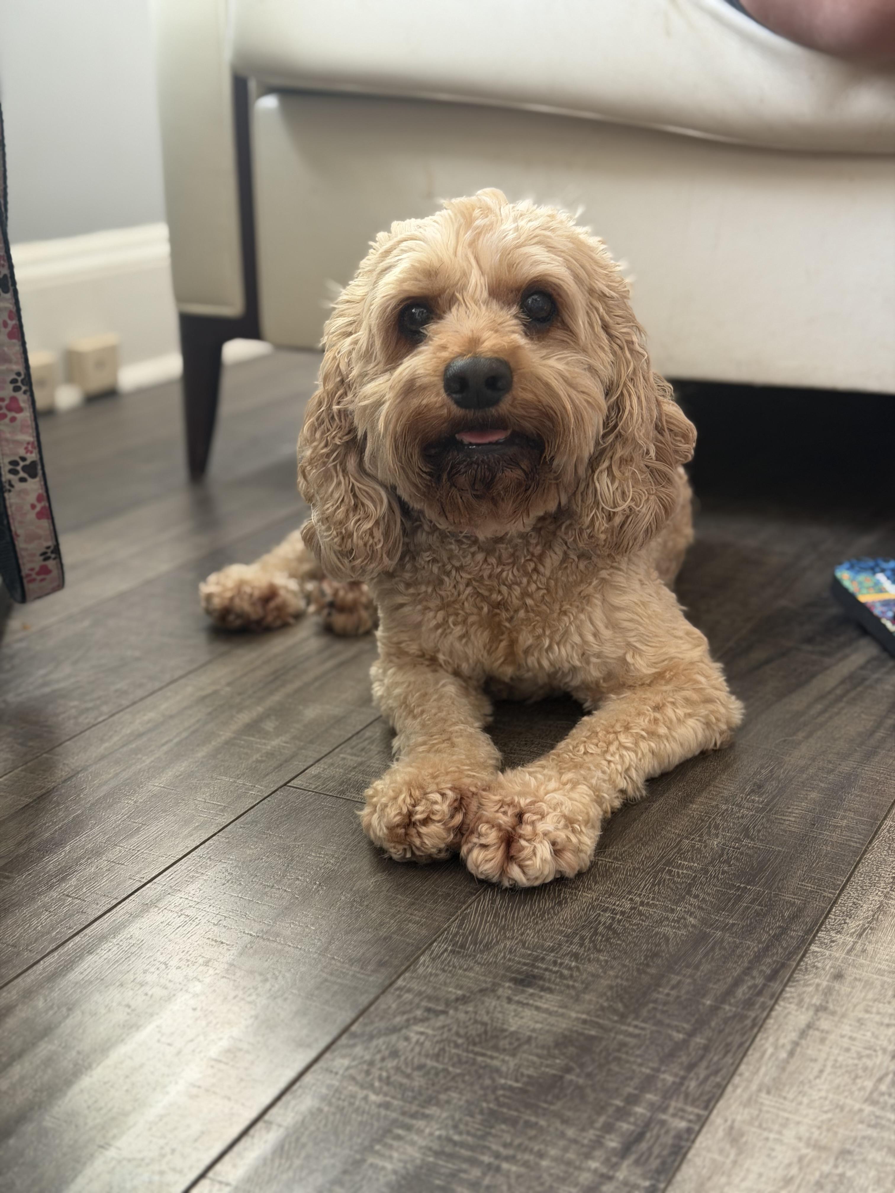 Emma, a ADOPTABLE Cockapoo in Mahwah, NJ image 3/4