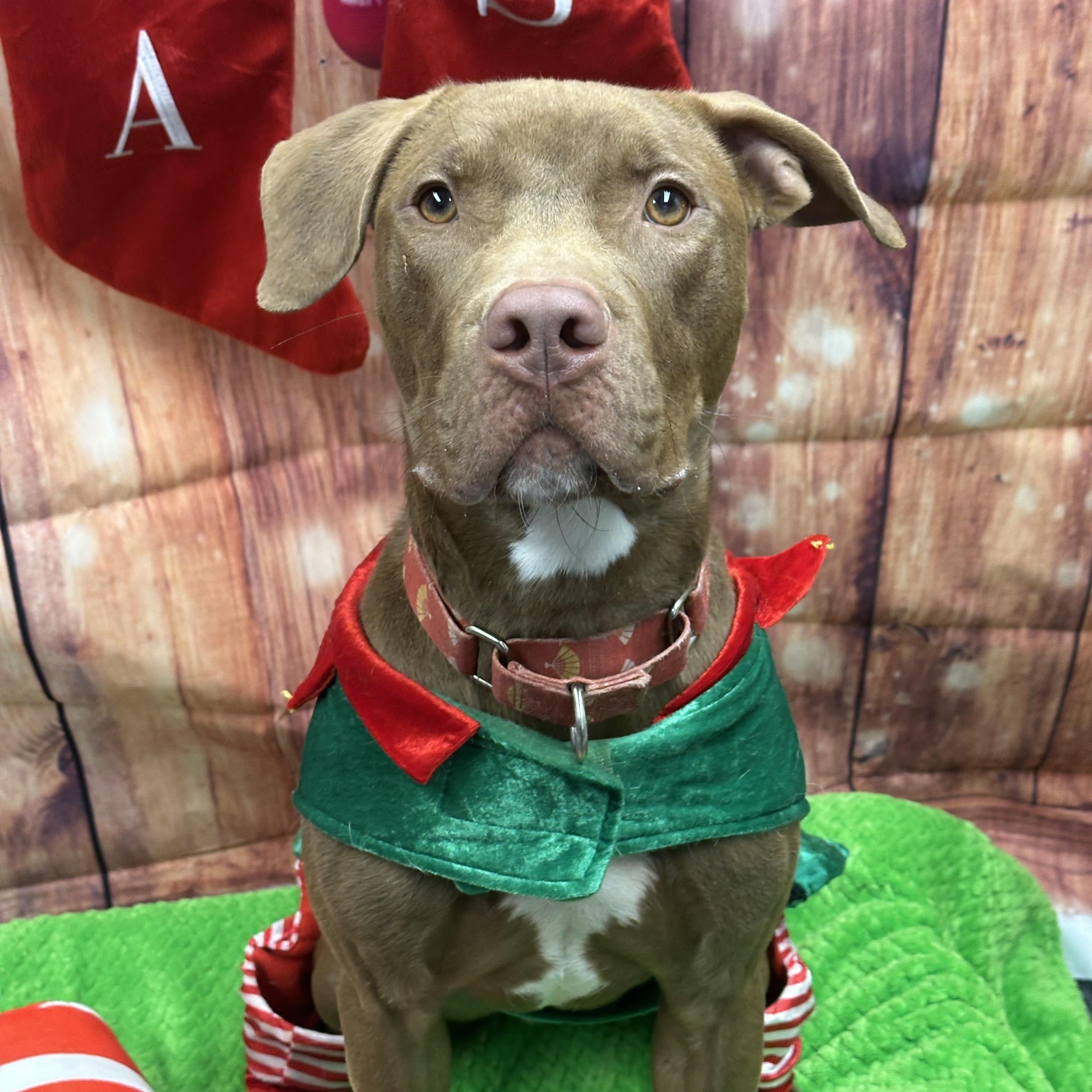 Kilo, a Adoptable Pit Bull Terrier in Monroeville, PA image 6/6