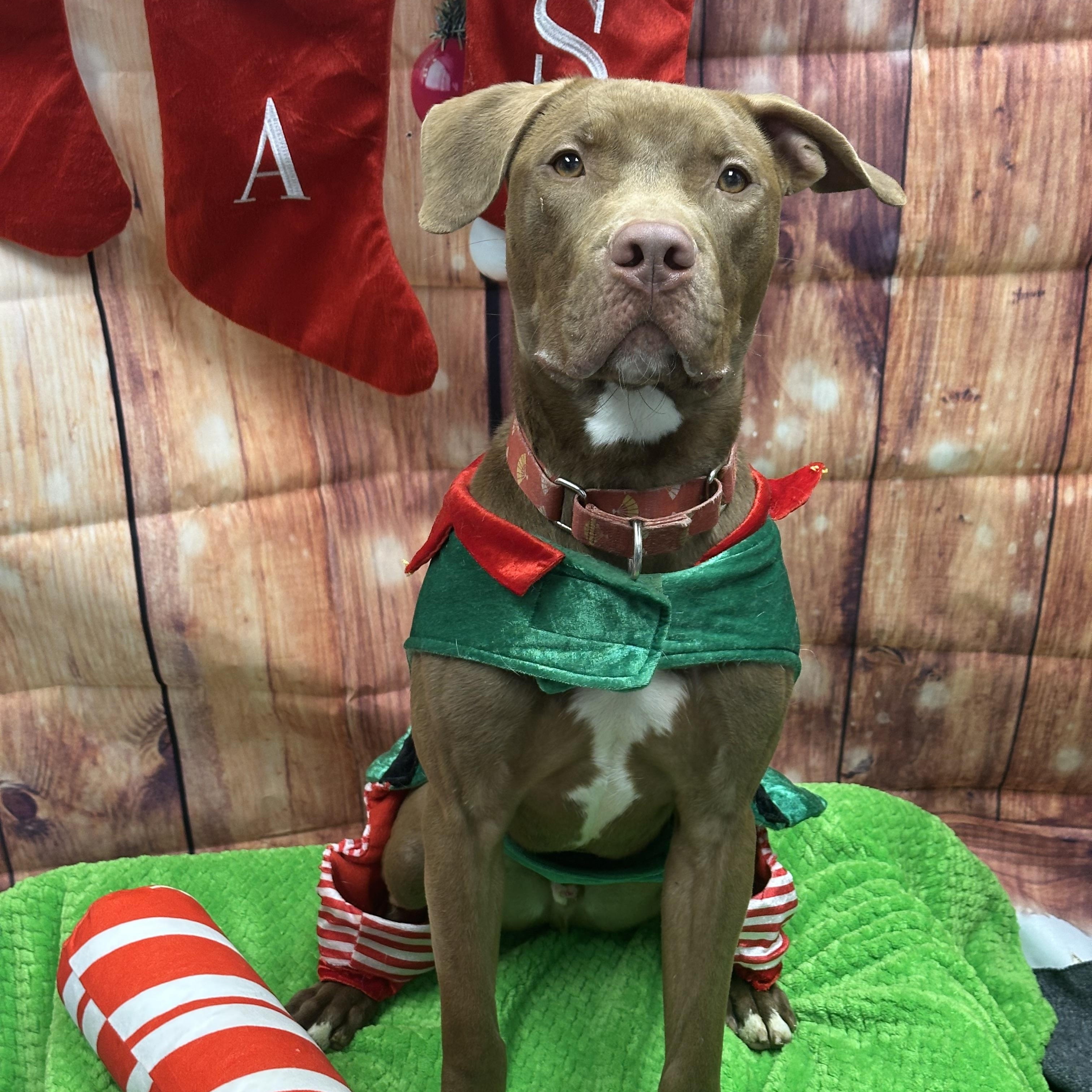 Kilo, Adoptable, Young Male Pit Bull Terrier.