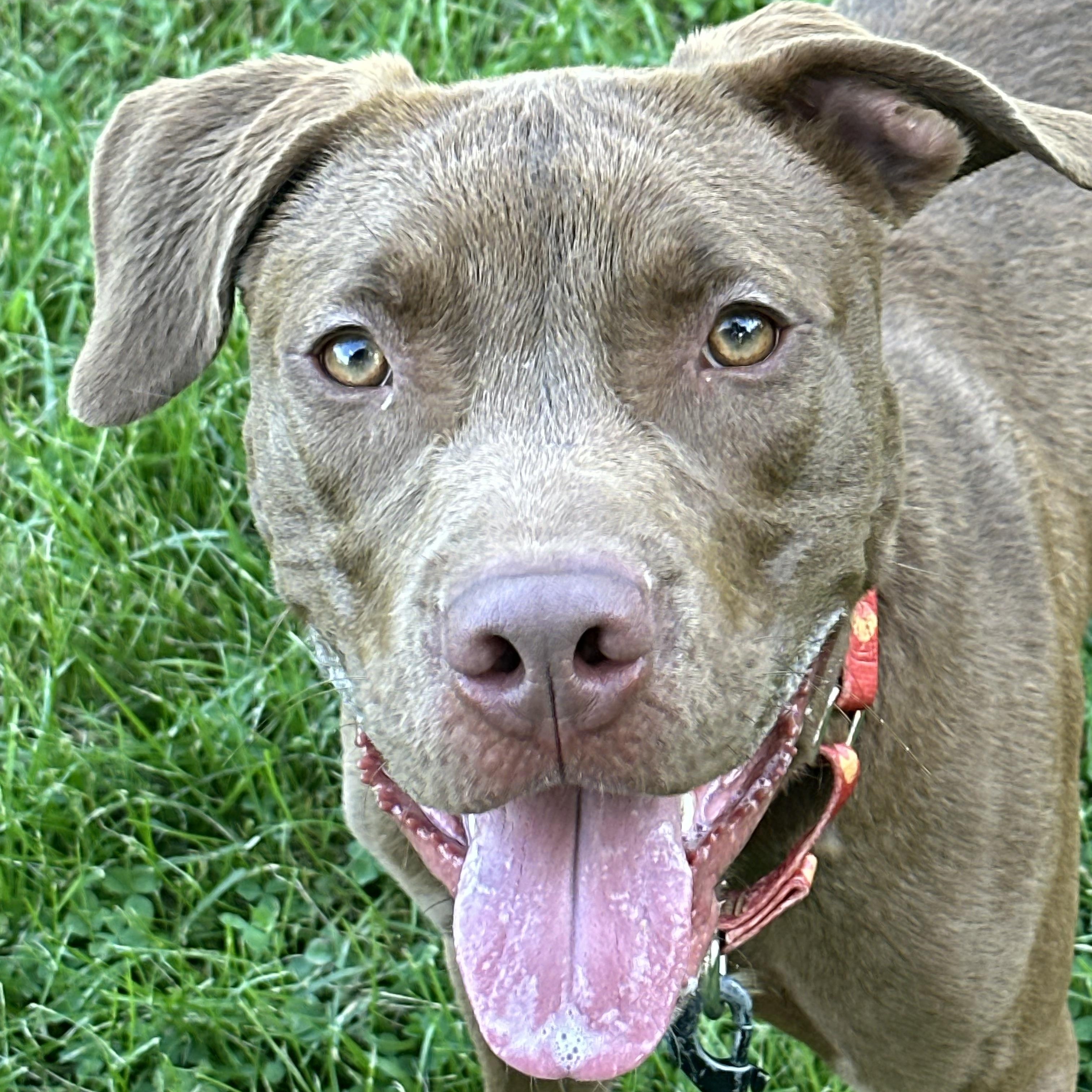 Kilo, Adoptable, Young Male Pit Bull Terrier.