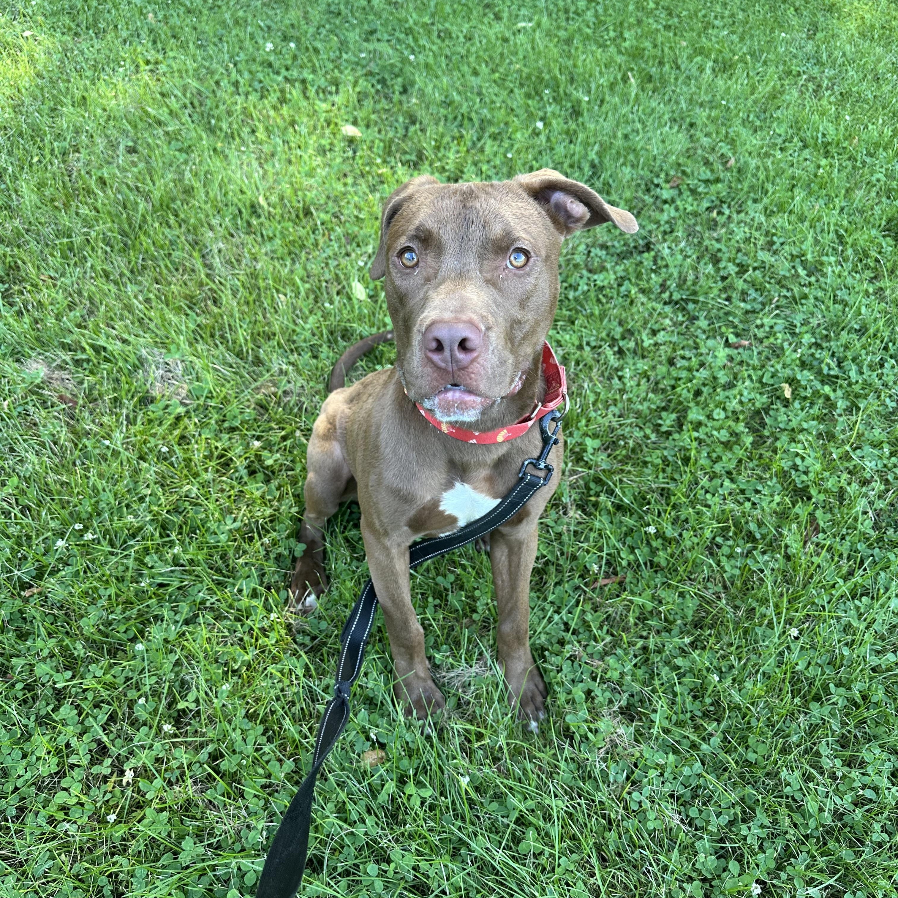 Enlarge Kilo, a Adoptable Pit Bull Terrier in Monroeville, PA image 2/4