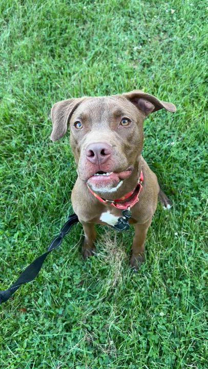 Enlarge Kilo, a Adoptable Pit Bull Terrier in Monroeville, PA video 3/4