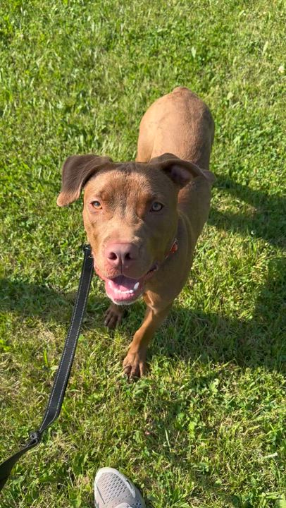 Enlarge Kilo, a Adoptable Pit Bull Terrier in Monroeville, PA video 4/4