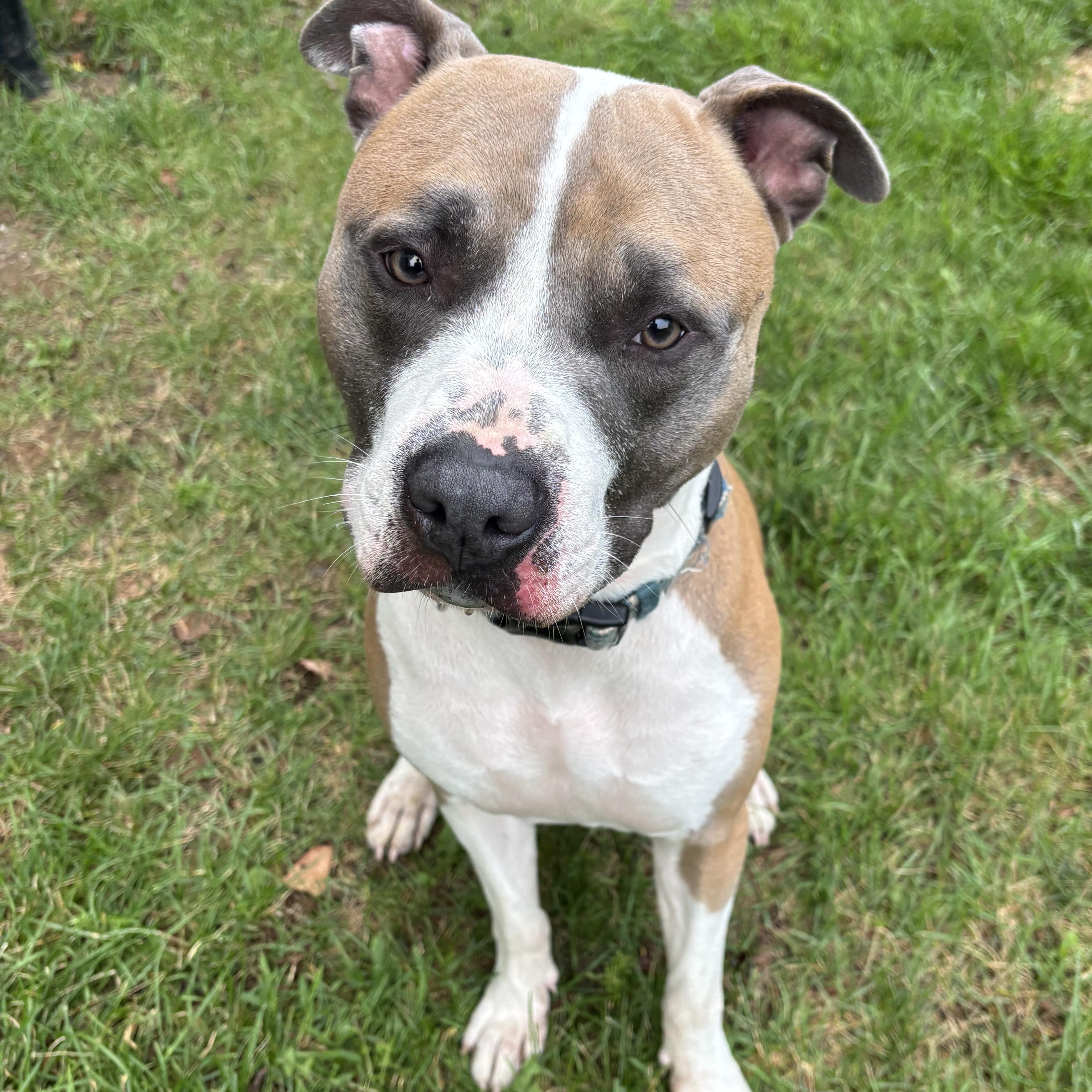 Cannoli, a Adoptable mixed breed in Medford, NY image 1/4