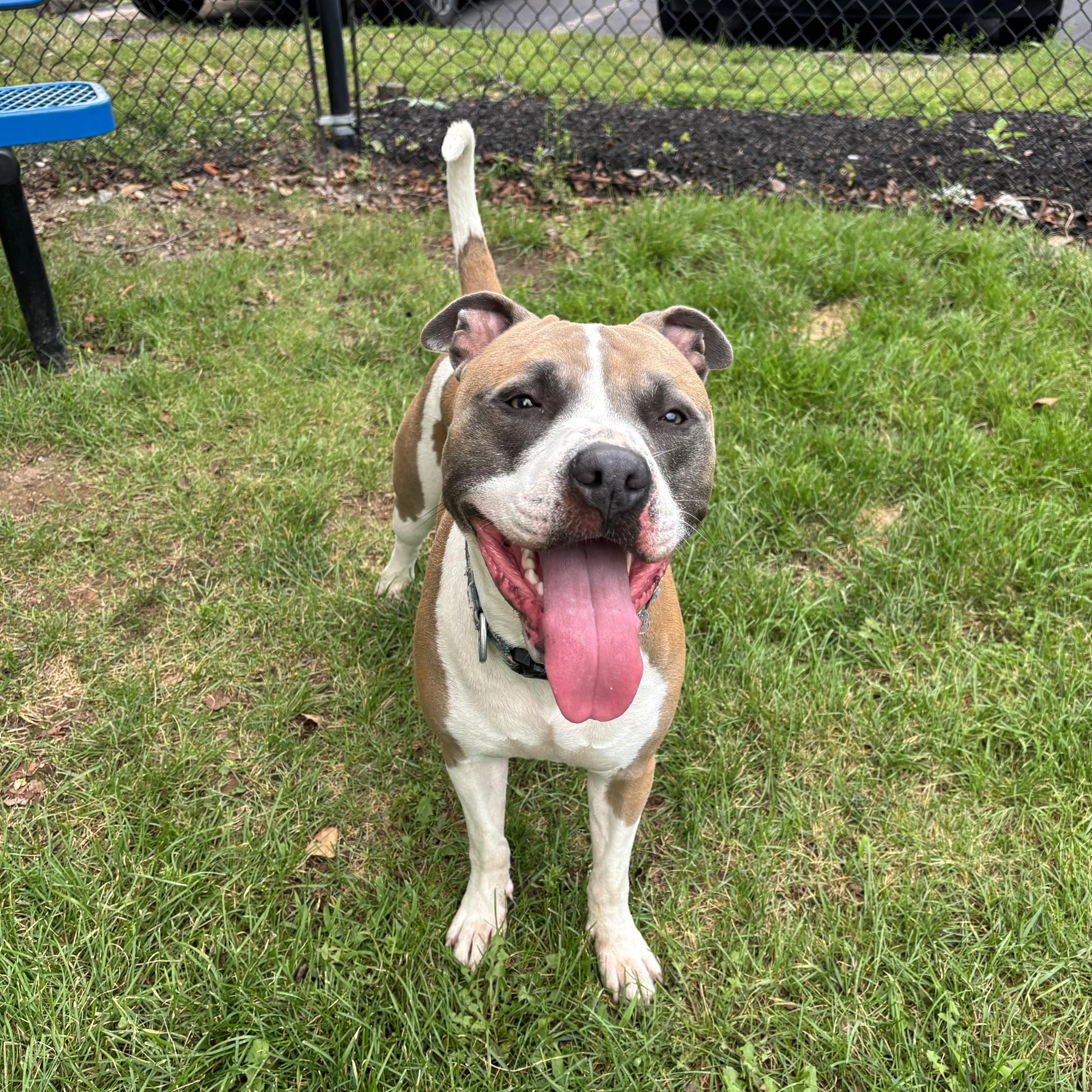 Cannoli, a Adoptable mixed breed in Medford, NY image 4/4