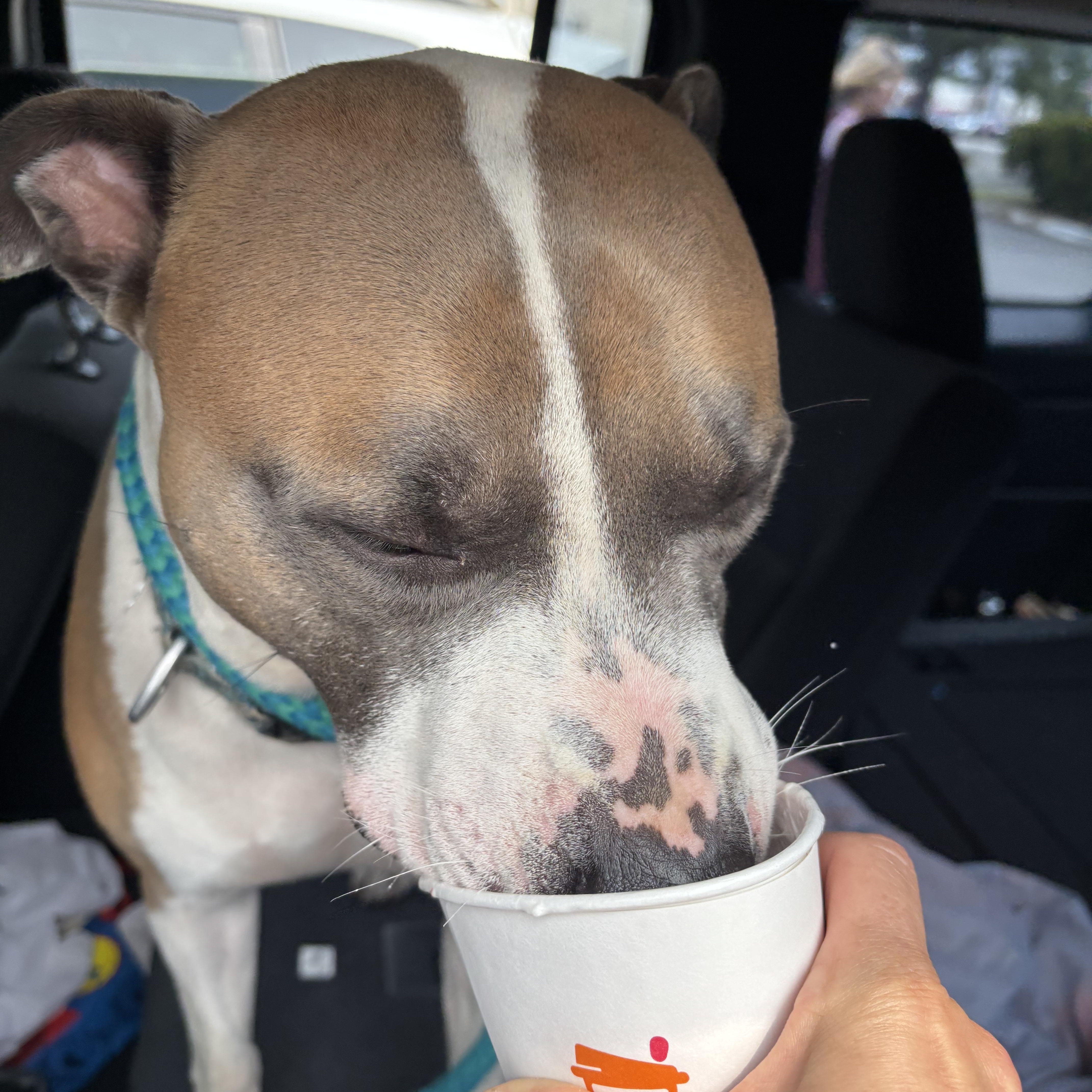 Cannoli, a Adoptable mixed breed in Medford, NY image 2/4