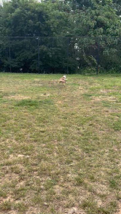 Enlarge Cannoli, a Adoptable mixed breed in Medford, NY video 3/4