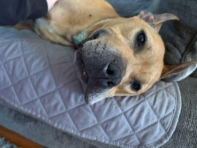 Enlarge Fanette, a ADOPTABLE mixed breed in Oswego, IL image 4/5