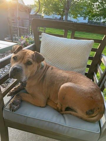 Enlarge Fanette, a ADOPTABLE mixed breed in Oswego, IL image 5/5