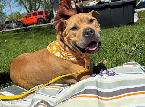 Fanette, ADOPTABLE, Adult Female Pit Bull Terrier & Staffordshire Bull Terrier.