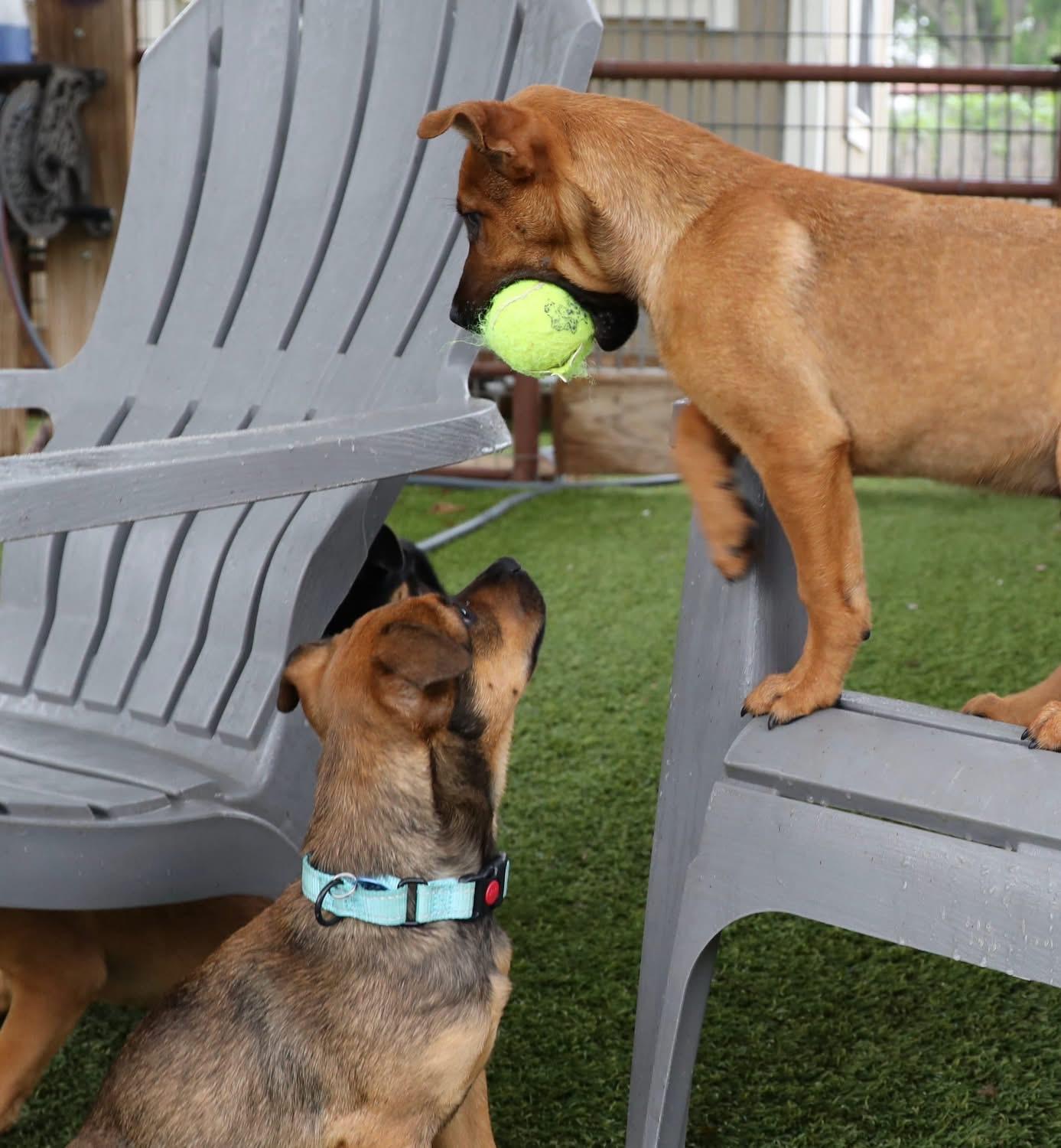 Enlarge Dakota , a ADOPTABLE mixed breed in Southlake, TX image 5/6