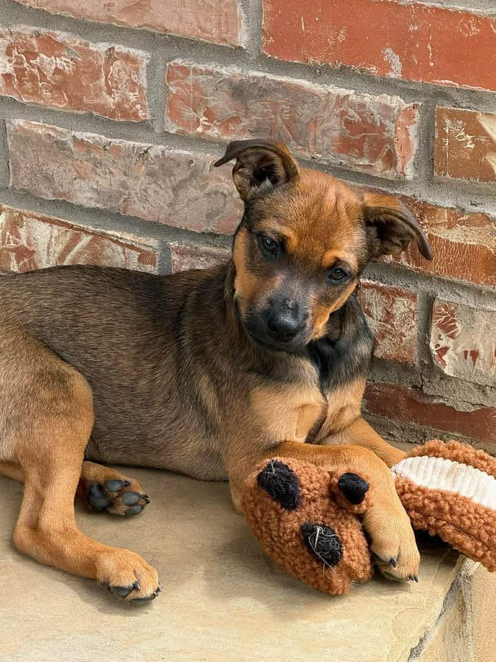 Enlarge Dakota , a ADOPTABLE mixed breed in Southlake, TX image 6/6