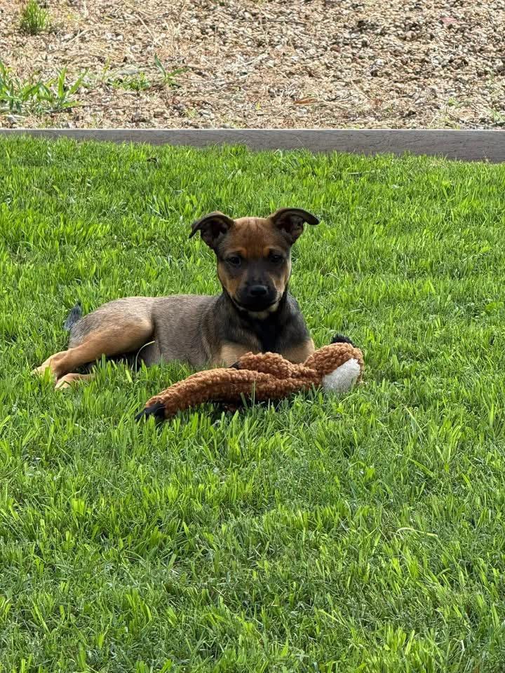 Enlarge Dakota , a ADOPTABLE mixed breed in Southlake, TX image 3/6
