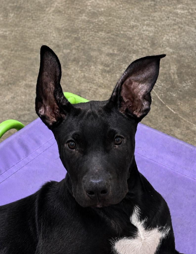 Licorice, Adoptable, Puppy Male Black Mouth Cur.