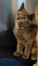 Ricotta, an adopted Dilute Tortoiseshell in Libby, MT image 2/3