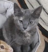 Ricotta, adopted, Kitten Female Dilute Tortoiseshell.