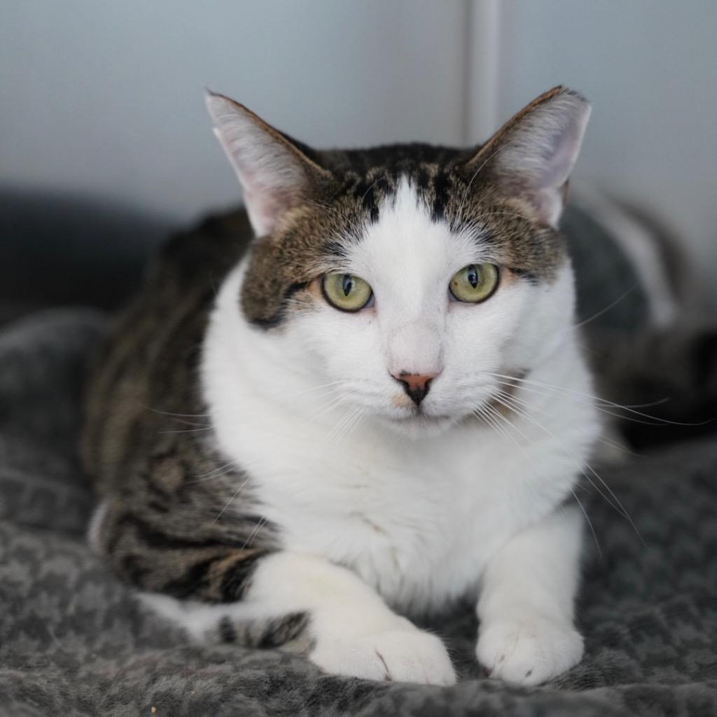 Luigi, Adoptable, Adult Male Domestic Short Hair.
