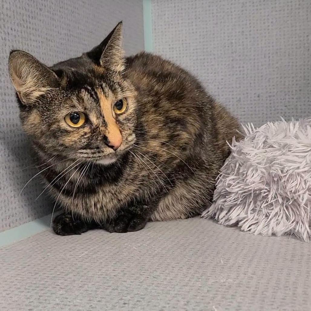 Sunflower, Adoptable, Adult Female Domestic Short Hair.
