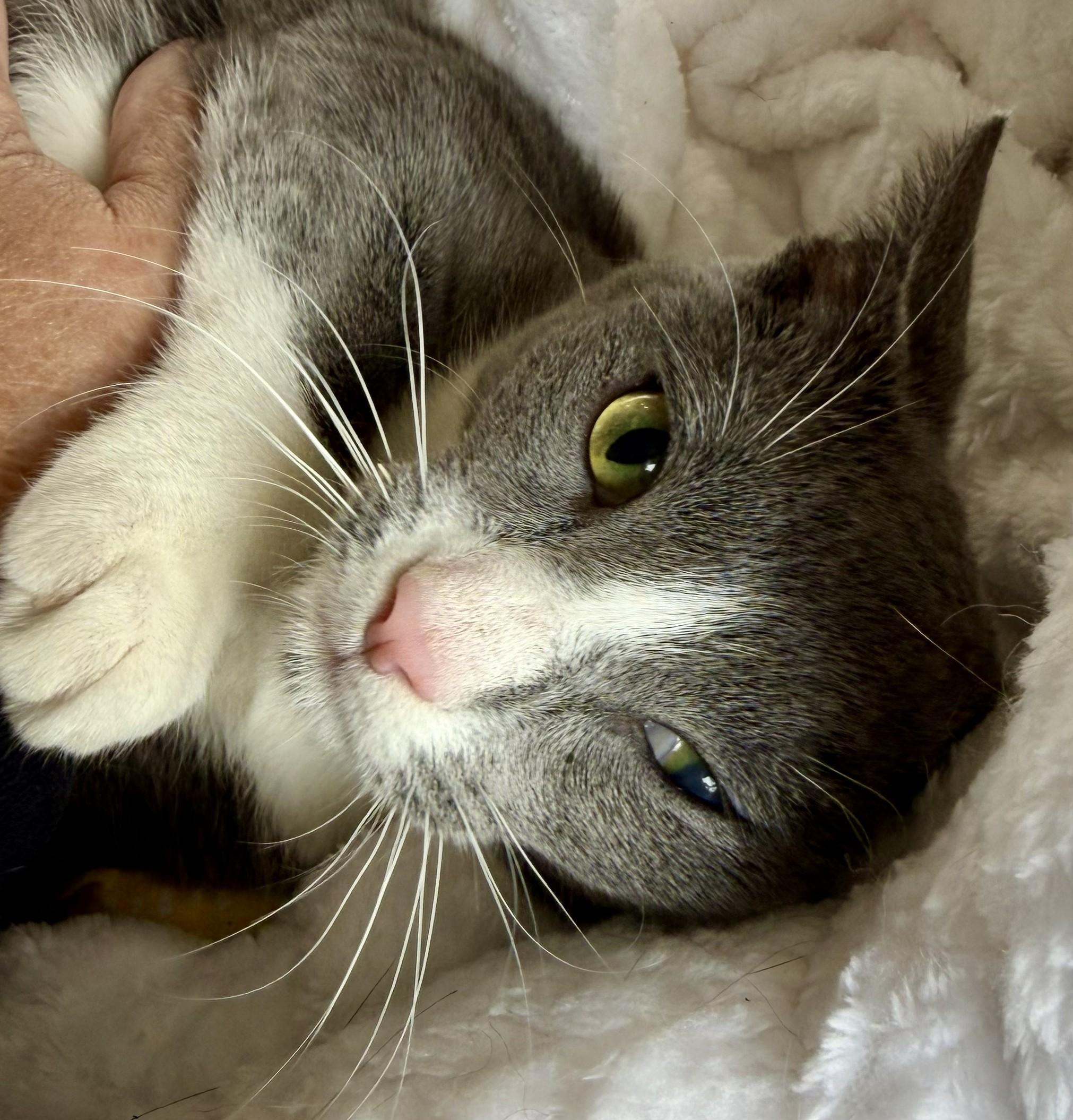 Enlarge Tessa, a Adoptable Domestic Short Hair in Wayne, NJ image 6/6
