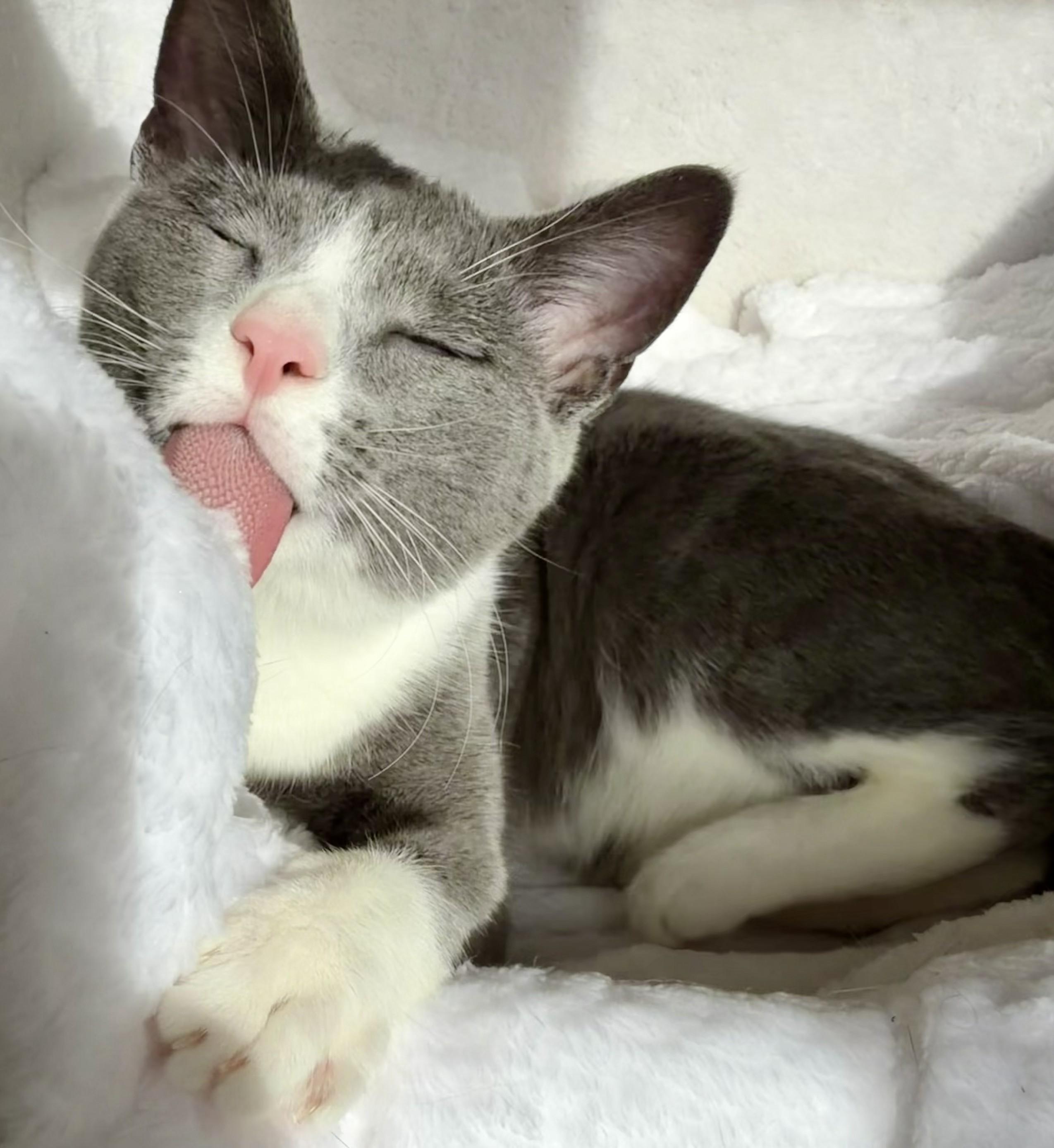 Enlarge Tessa, a Adoptable Domestic Short Hair in Wayne, NJ image 2/6