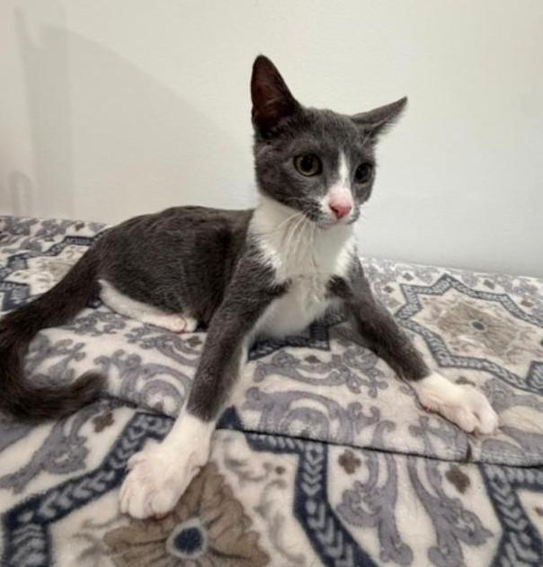 Enlarge Tessa, a ADOPTABLE Domestic Short Hair in Wayne, NJ image 3/6