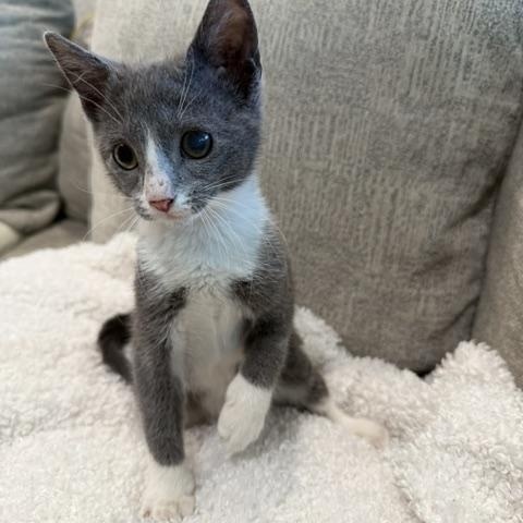 Tessa, a ADOPTABLE Domestic Short Hair in Wayne, NJ image 2/4